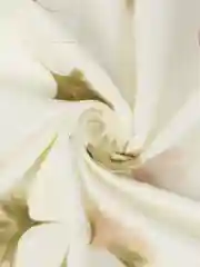 Белый комплект постельного белья, 1,5  спальный, хлопок