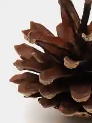Шишки натуральные