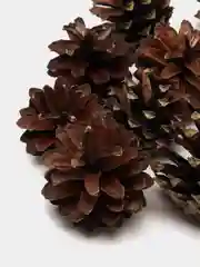 Шишки натуральные