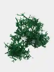 Стабилизированный мох, кусочки, крафт коробка, 100 г