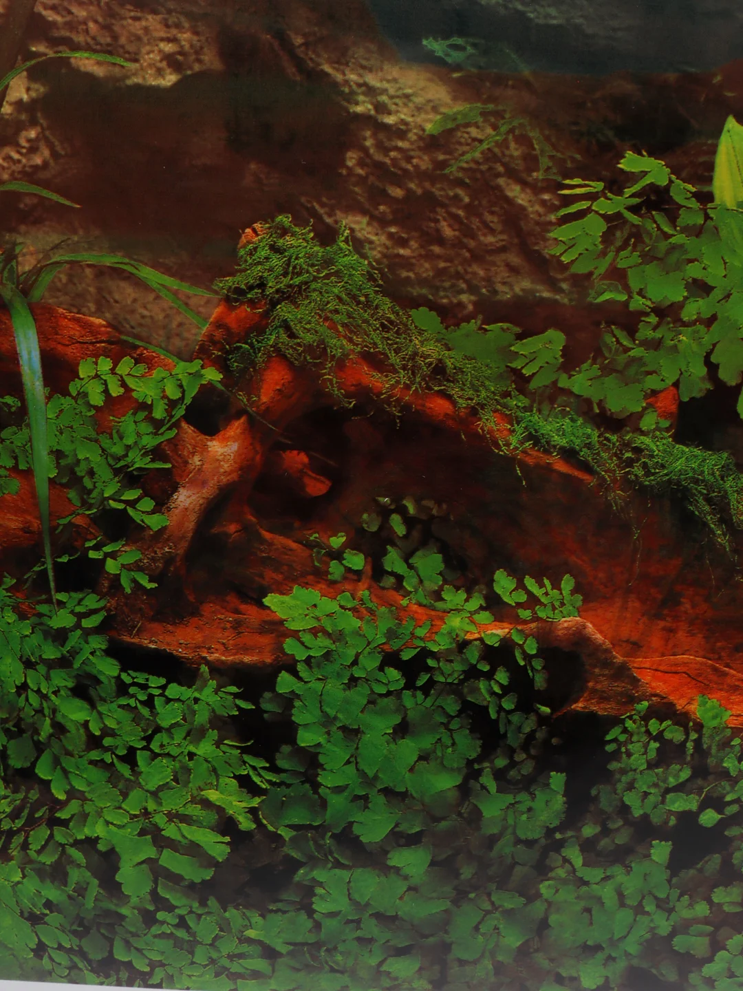 Фон для аквариумов EBI "Jungle & desert", 120 х 50 см