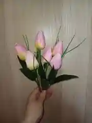 Розовый тюльпаны