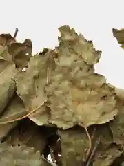 Веник для бани из березы