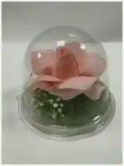 Роза мыльная в колбе