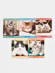 Белый тетрадь в клетку "Котята", 12 листов