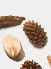 Шишки 10 шт, палки, дрифтвуд, кора дерева, каштаны