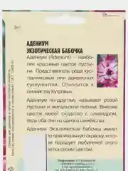Семена цветов Адениум "Экзотическая бабочка"