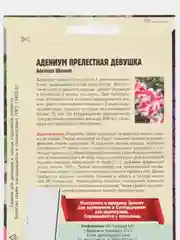 Семена цветов Адениум "Прелестная девушка"