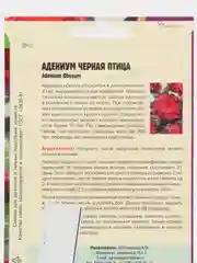 Семена цветов Адениум "Черная птица"