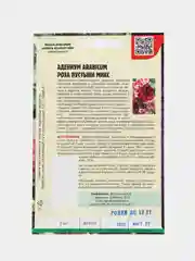 Семена цветов Адениум "Роза пустыни", микс