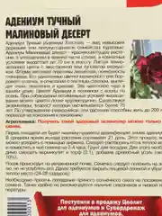 Семена цветов Адениум "Малиновый десерт"