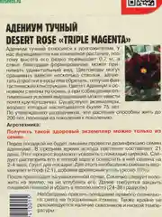 Семена цветов Адениум Triple magneta
