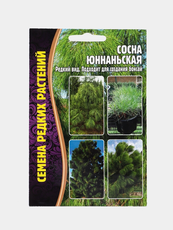 Семена сосны "Юннаньская"