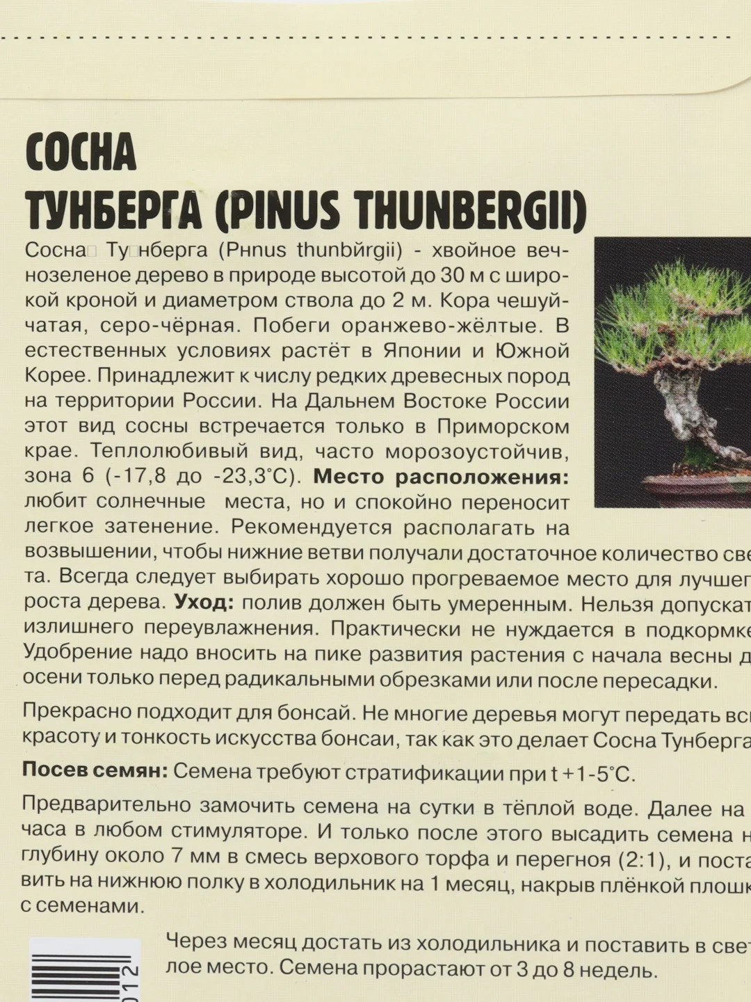 Семена Сосна "Тунберга"