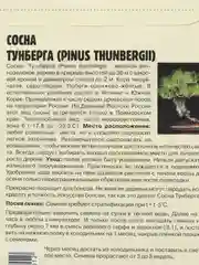 Семена Сосна "Тунберга"