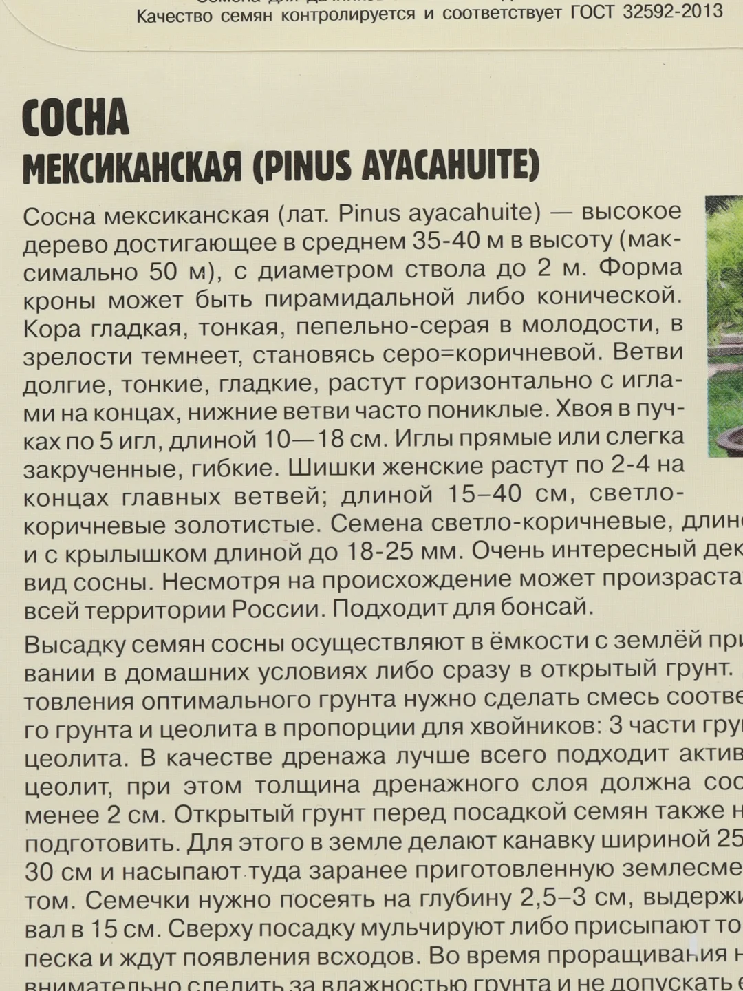 Семена Сосна "Мексиканская"