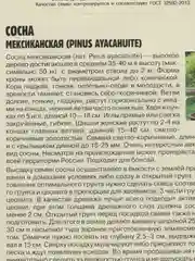 Семена Сосна "Мексиканская"