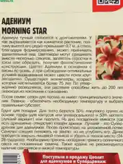Семена цветов Адениум "Монинг стар"