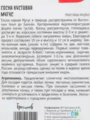 Семена сосны "Мугус"