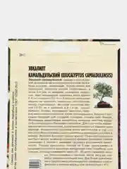 Эвкалипт Камальдульский, семена