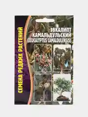 Эвкалипт Камальдульский, семена