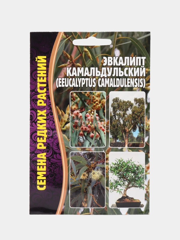 Эвкалипт Камальдульский, семена