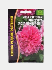 Семена Розы "Кустовая Роксбурга"