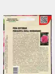 Семена Розы "Кустовая Роксбурга"