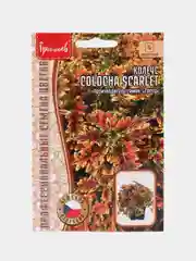 Семена Колеус Golocha Scarlet