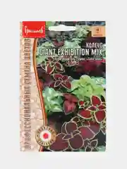 Колеус GIANT EXHIBITION MIX