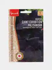 Колеус GIANT EXHIBITION PALISANDRA, семена
