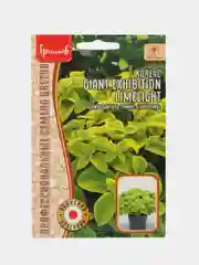 Колеус GIANT EXHIBITION LIMELIGHT (семена)