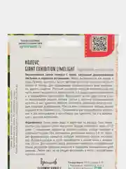 Колеус GIANT EXHIBITION LIMELIGHT (семена)