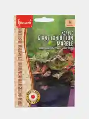 Семена Колеус Giant Exhibition Marble