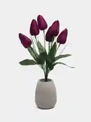 Багровый тюльпаны