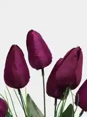 Багровый тюльпаны