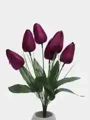 Багровый тюльпаны