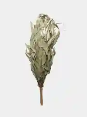 Веник для бани эвкалиптовый с оплеткой/веник из эвкалипта
