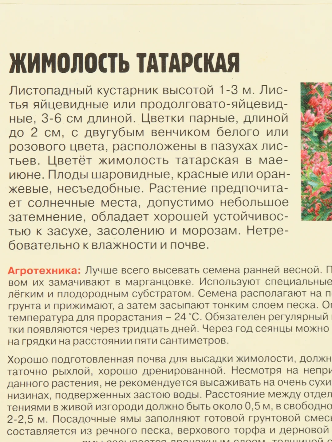 Жимолость Татарская (семена)