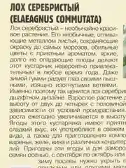 Лох Серебристый Elaeagnus Commutata (семена)