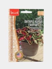 Колеус Визард Корал Сайнрайз (семена)