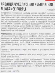 Лаванда узколистная Ellagance Purple (семена)