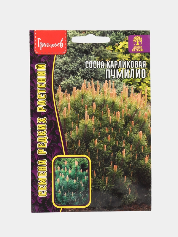 Сосна Карликовая Пумилио (семена)