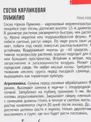 Сосна Карликовая Пумилио (семена)