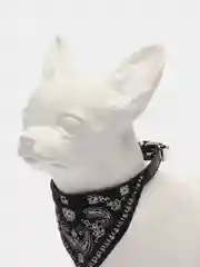 Белый ошейник для кошек и собак