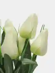 Белый тюльпаны