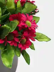 Фуксия искусственные цветы "Ромашки"