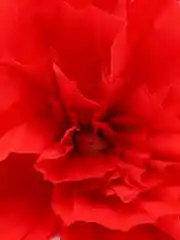 Красный цветы бумажные для декора стен
