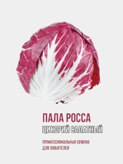 Семена Цикорий Салатный Палла Росса, Цикорный Салат. Среднеспелый. Профессиональные семена