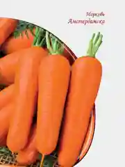Желтый семена Морковь Шантане среднеспелая. Осенний Король. Профессиональные семена для любителей